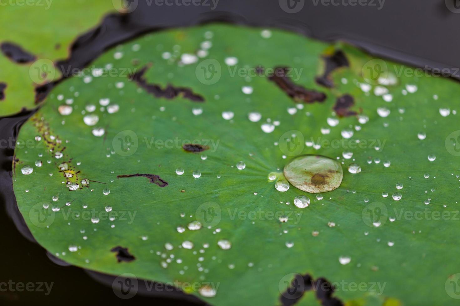 foglia di loto verde con goccia d'acqua foto