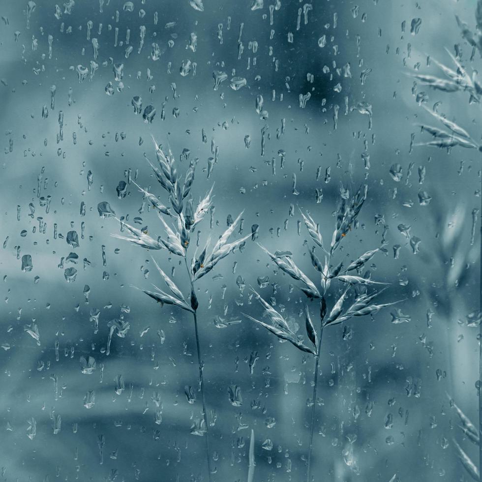 gocce di pioggia e piante nei giorni di pioggia nella stagione primaverile foto
