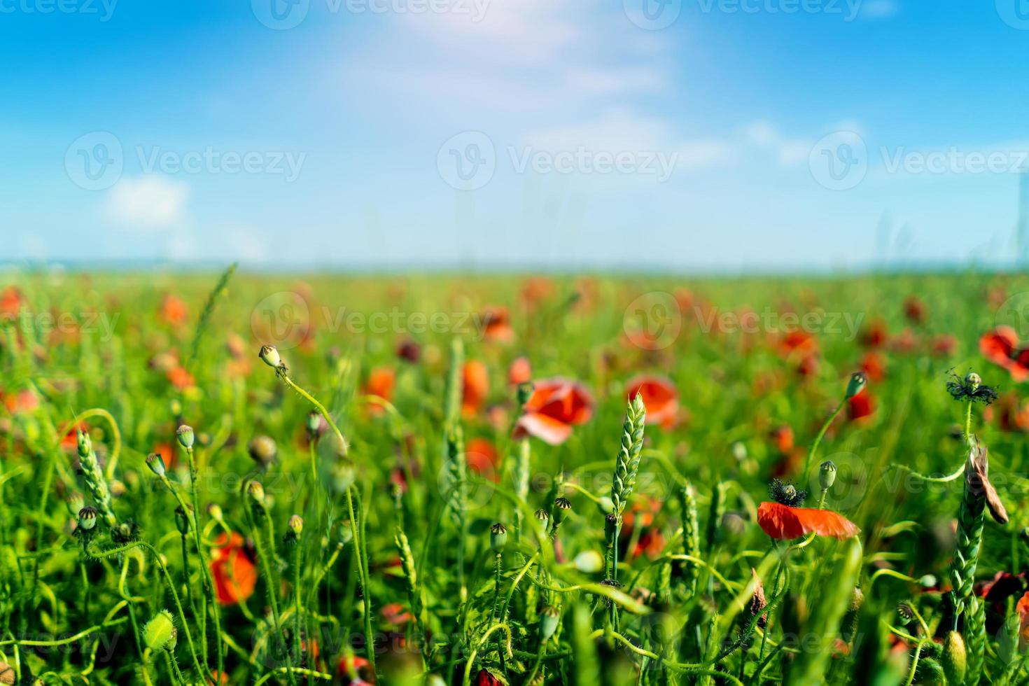 un campo di grano e papaveri contro un cielo blu sfocato foto