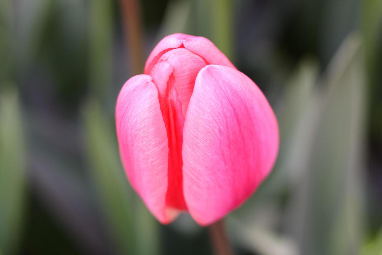tulipano rosa in giardino, macro foto