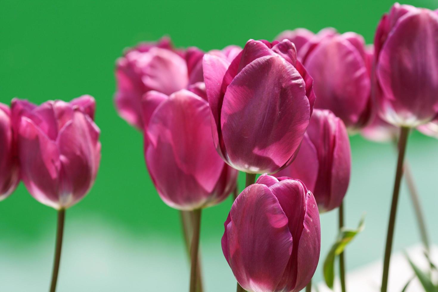 tulipani viola accanto allo stagno verde dell'acqua foto