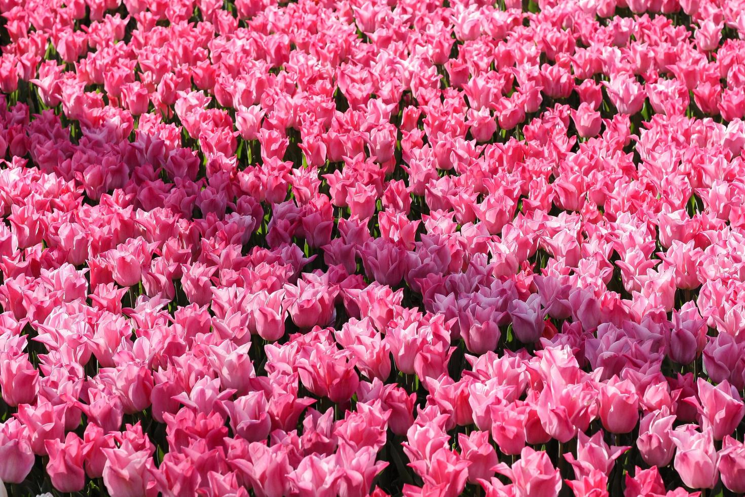 vista dall'alto dei tulipani rosa nel giardino foto