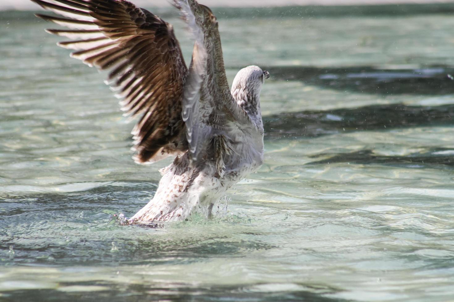 gabbiano in volo sull'acqua foto