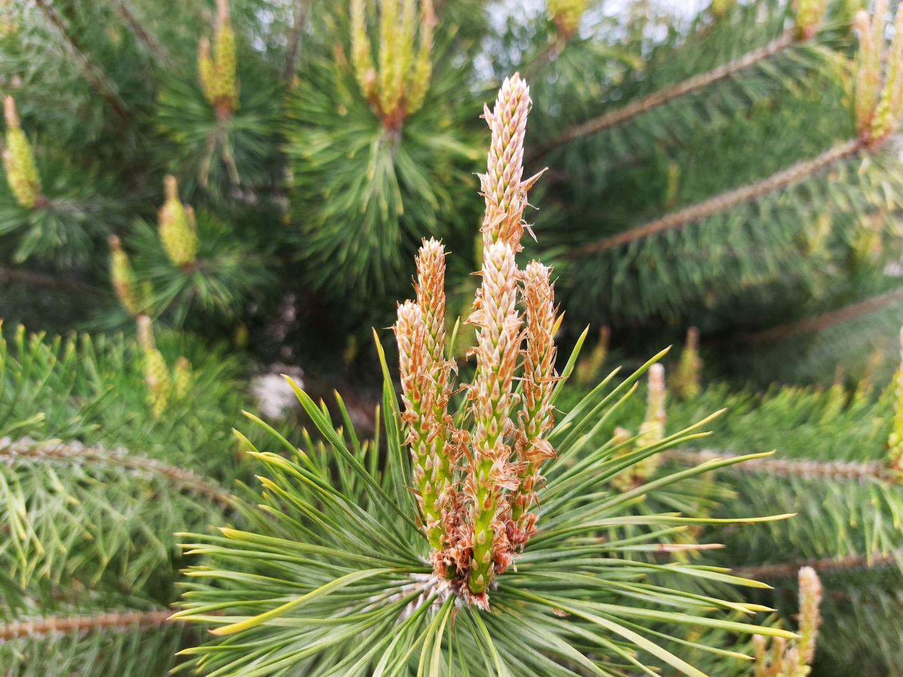 nuovi germogli primaverili di pini in erba foto