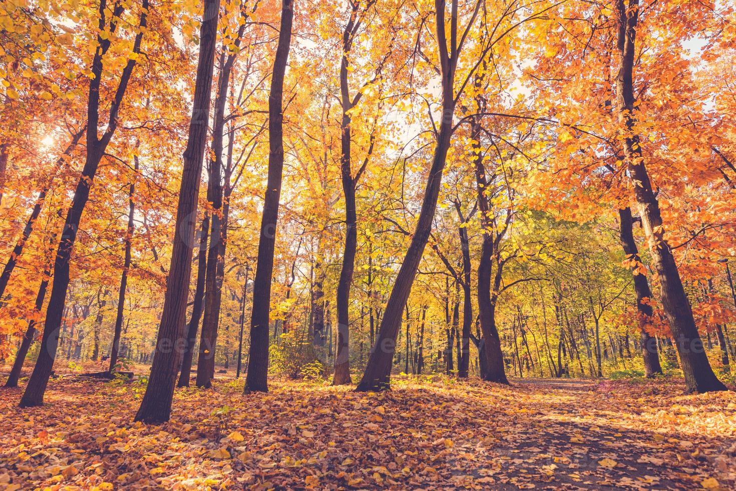 foresta autunnale atmosferica nella nebbia. foglie gialle e arancioni sugli alberi nella foresta mattutina. bellissimo sfondo foto