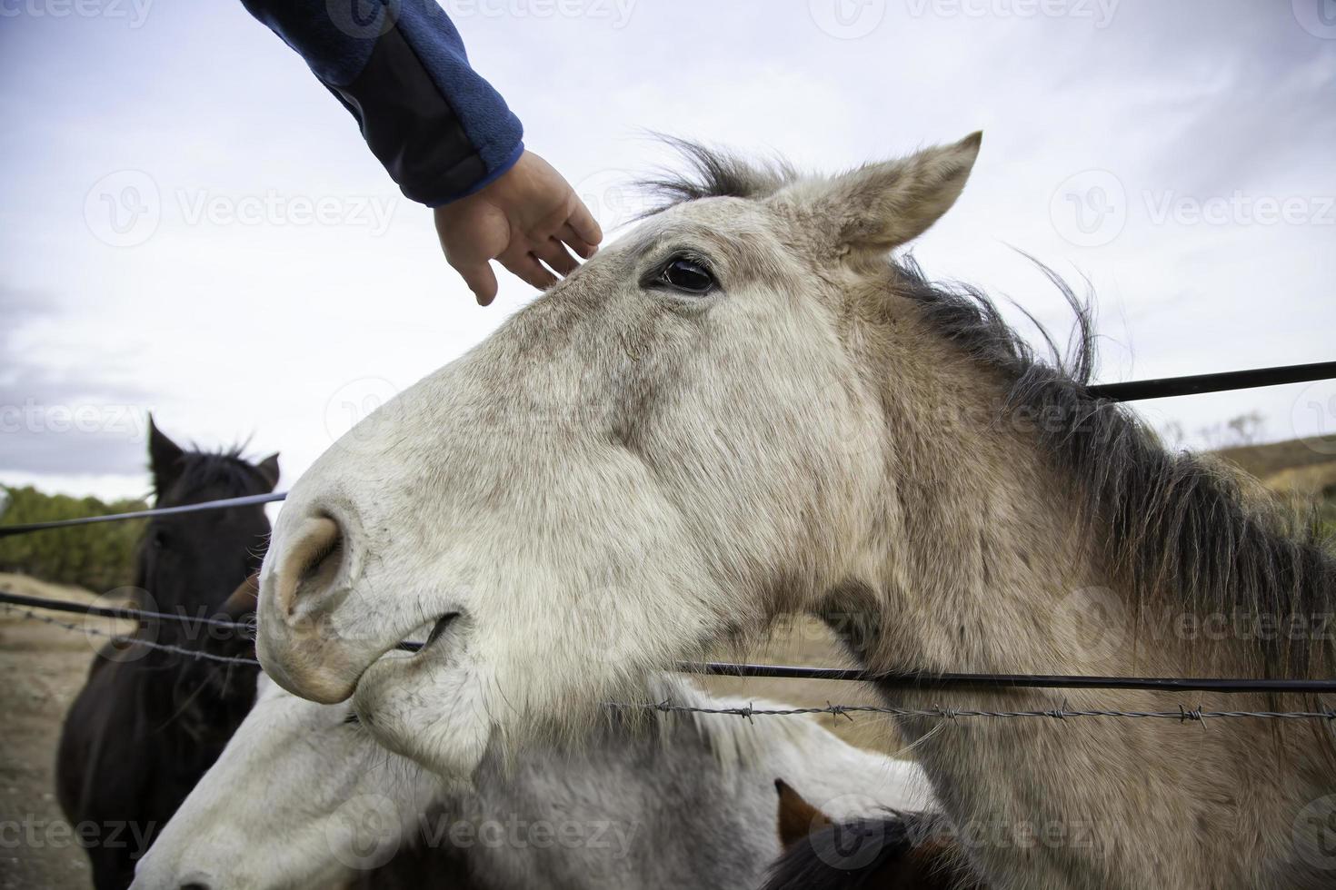 cavalli che mangiano in fattoria foto