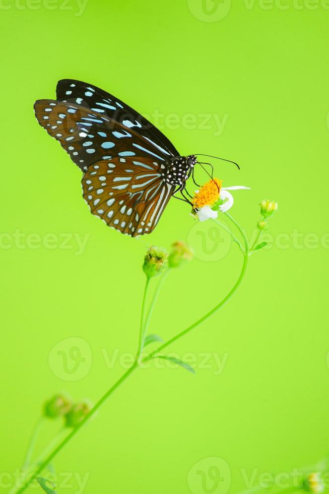 bellissime farfalle in natura stanno cercando il nettare dai fiori nella regione tailandese della tailandia. foto