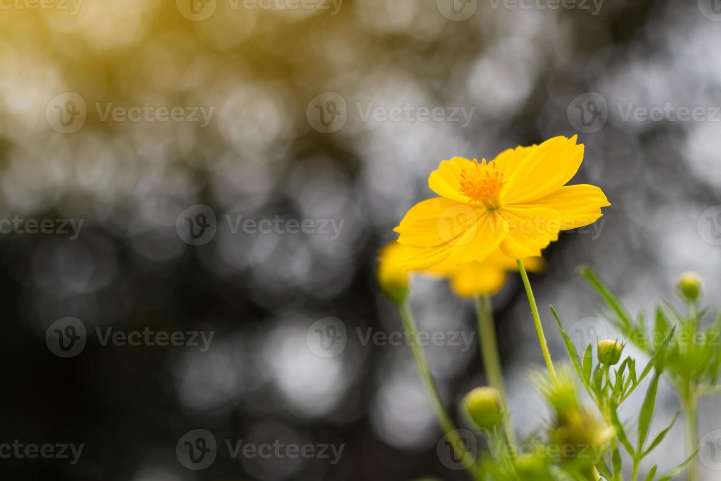 sfocatura e bokeh gialli del fiore dell'universo. foto