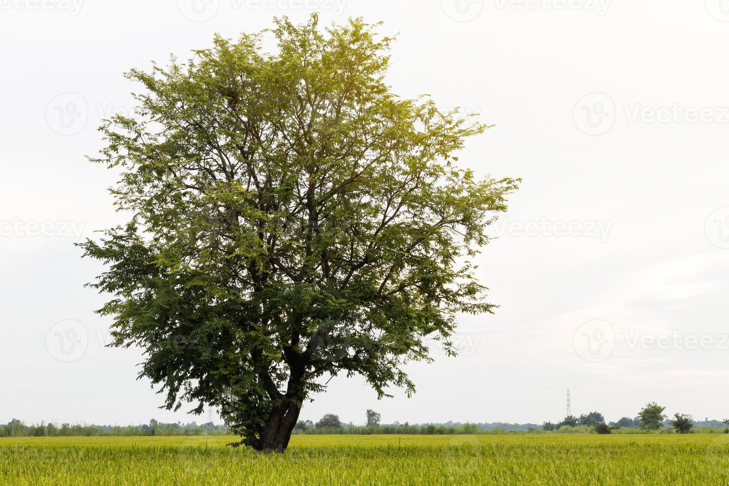 visualizzare un albero solitario con riso verde. foto