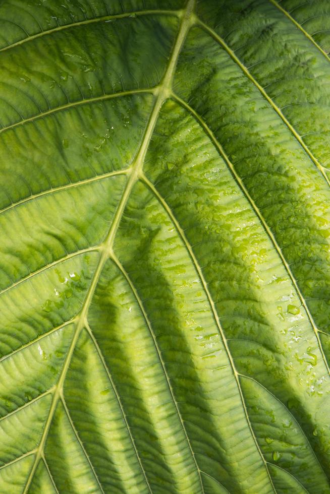 foglia verde superficiale con rugiada. foto