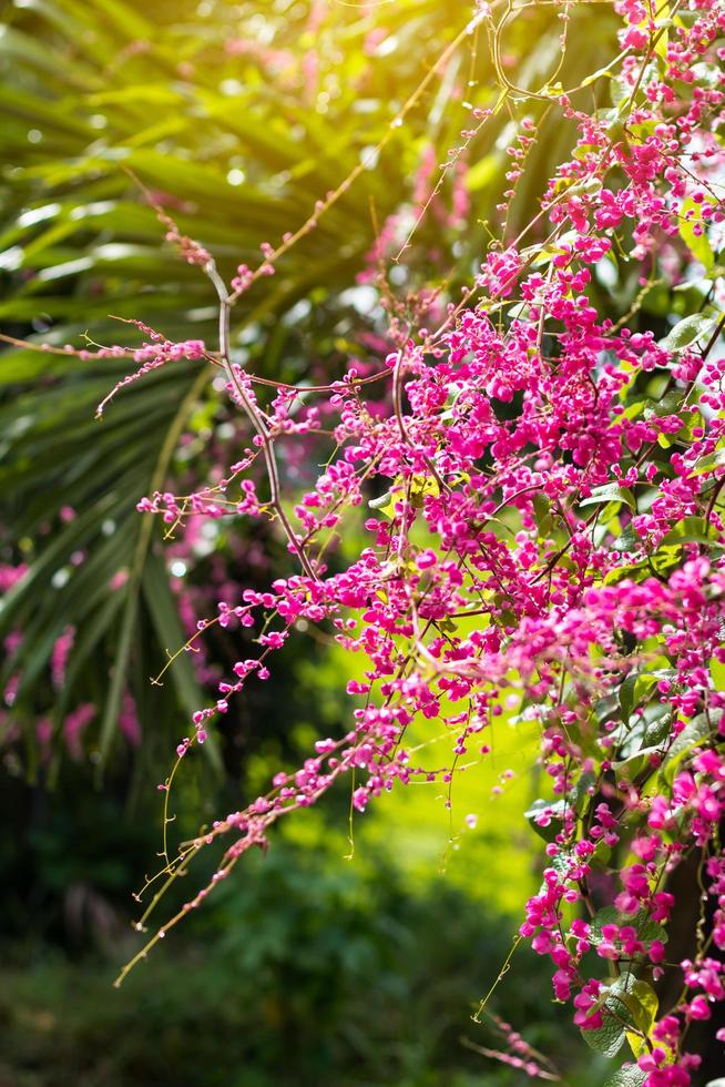 antigonon leptopus rosa. foto