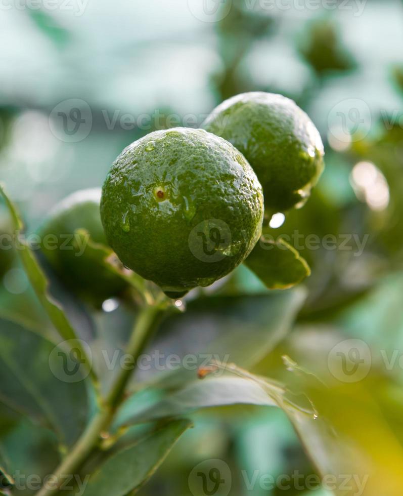 sfocatura dello sfondo verde lime. foto