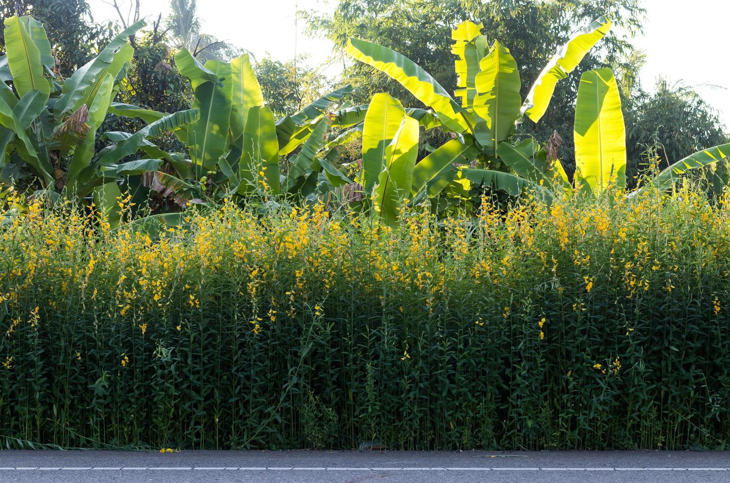 fiore crotalaria, foglie di banana retroilluminate si chiudono presto. foto
