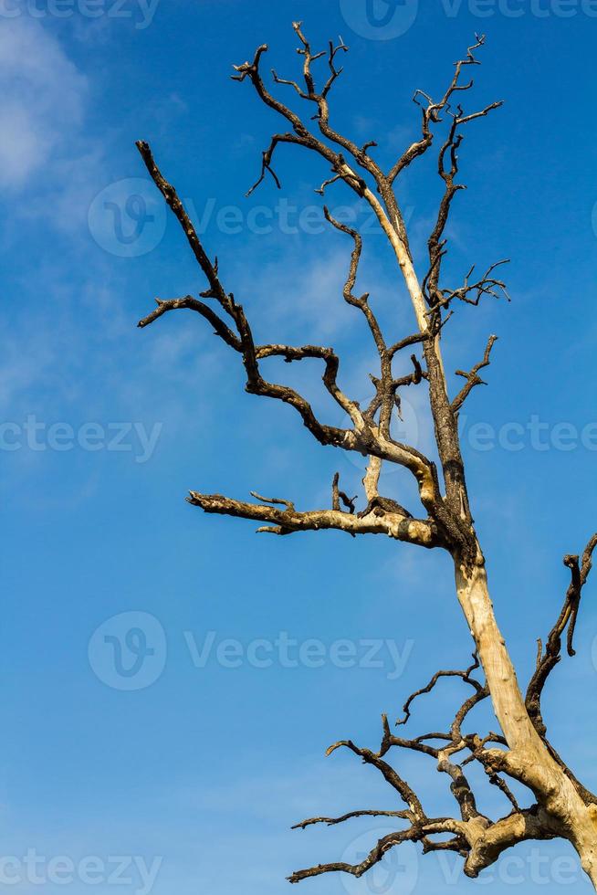 alberi morti secchi contro il cielo. foto