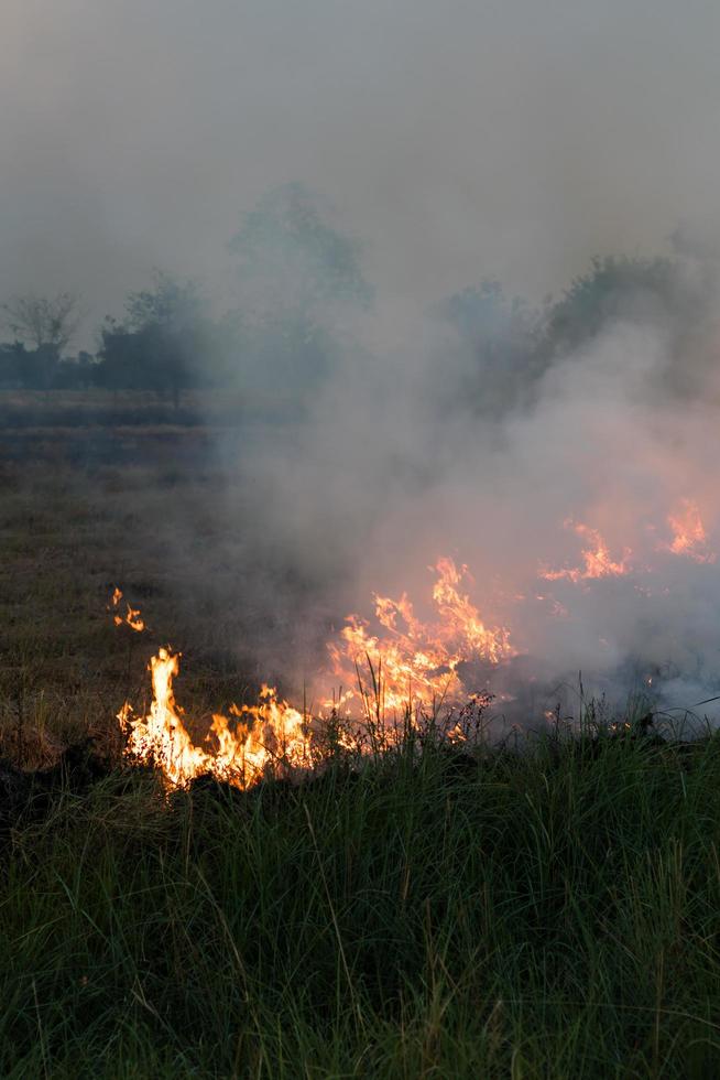 le fiamme bruciavano l'erba. foto