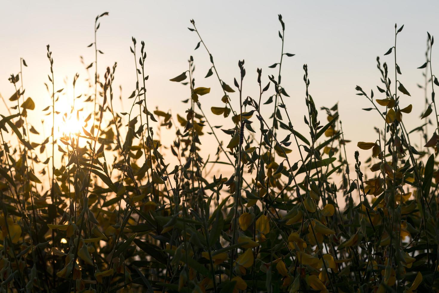 crotalaria a fioritura precoce. foto