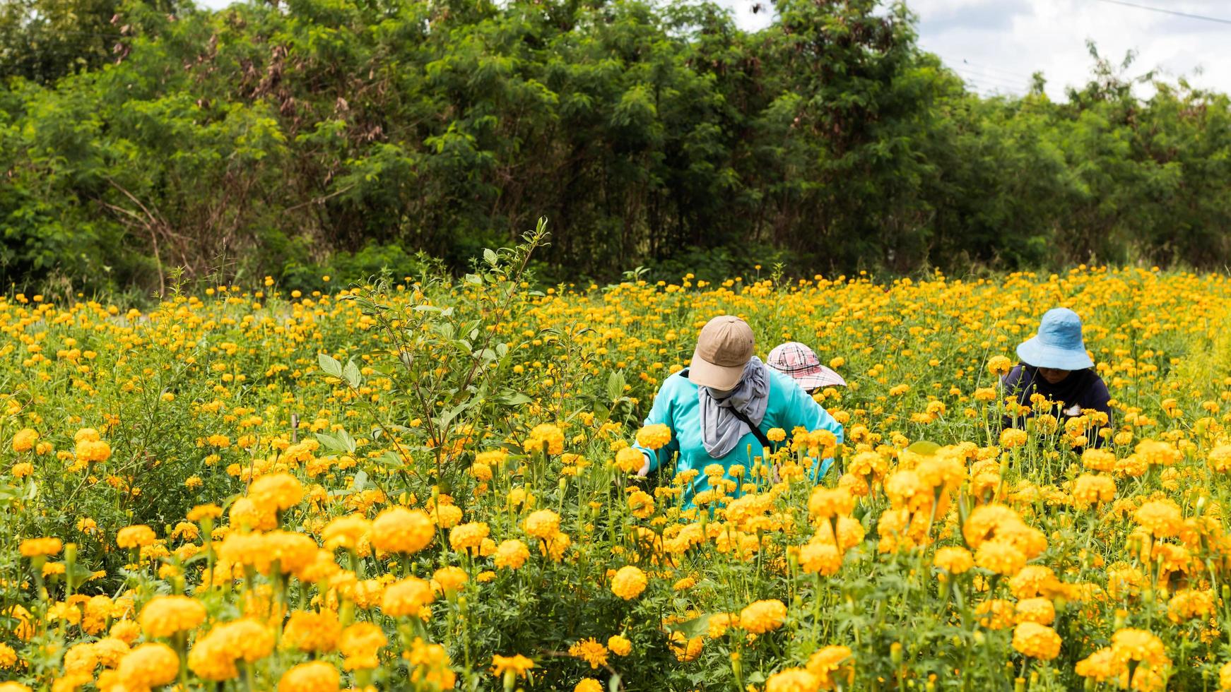 agricoltori che raccolgono la calendula. foto