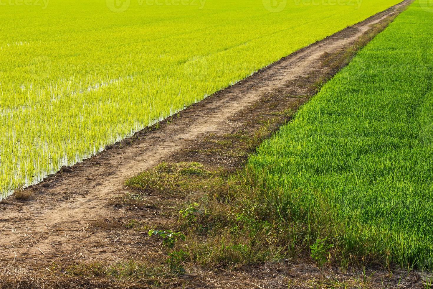 sfondo strada berme riso verde. foto