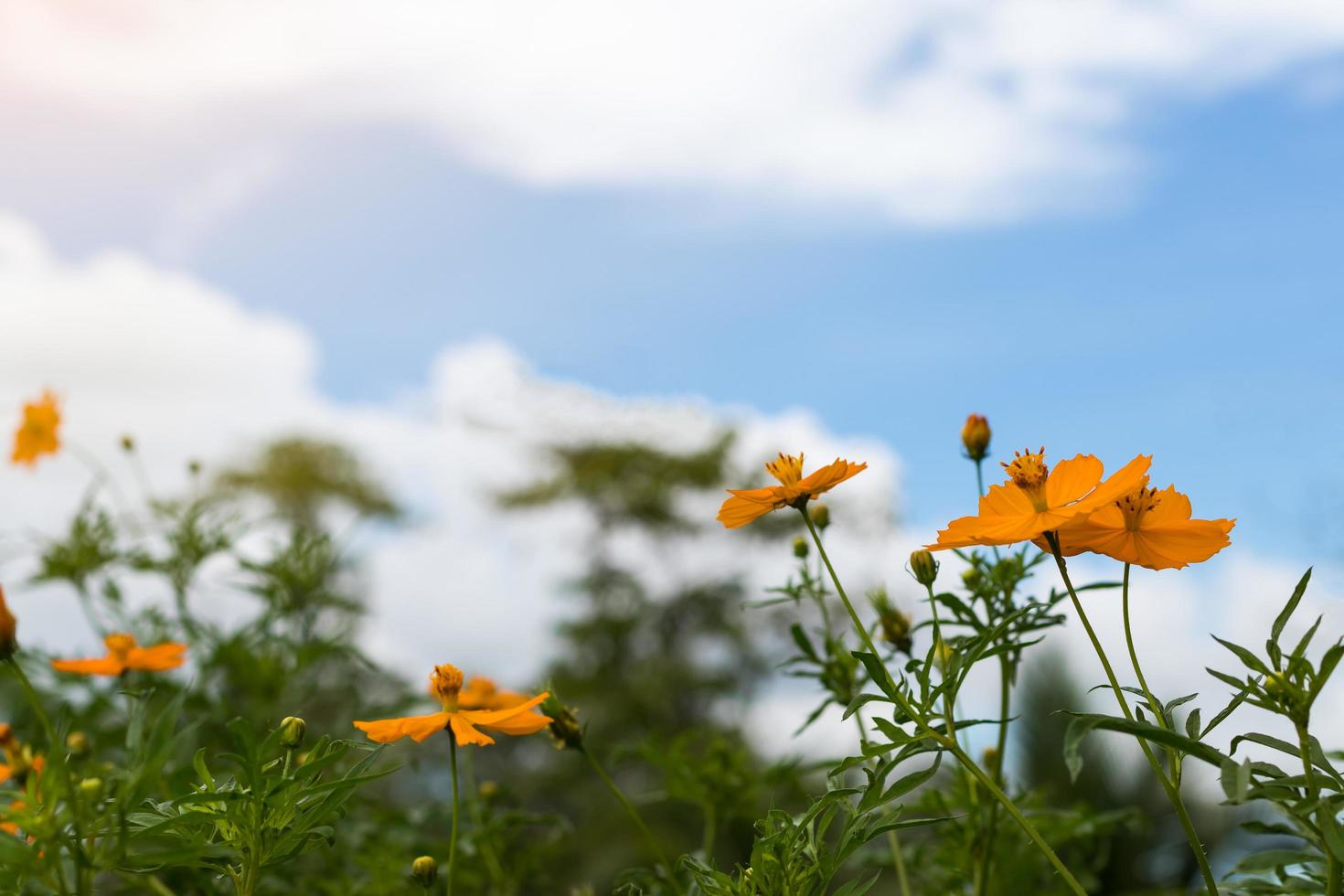 cosmo di fiori gialli ad angolo basso. foto