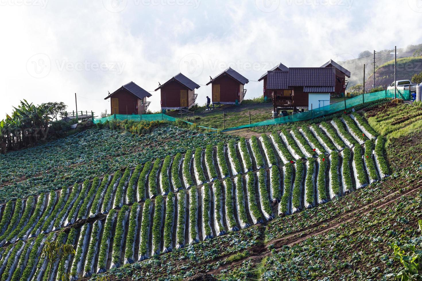 azienda agricola di fragole in collina. foto