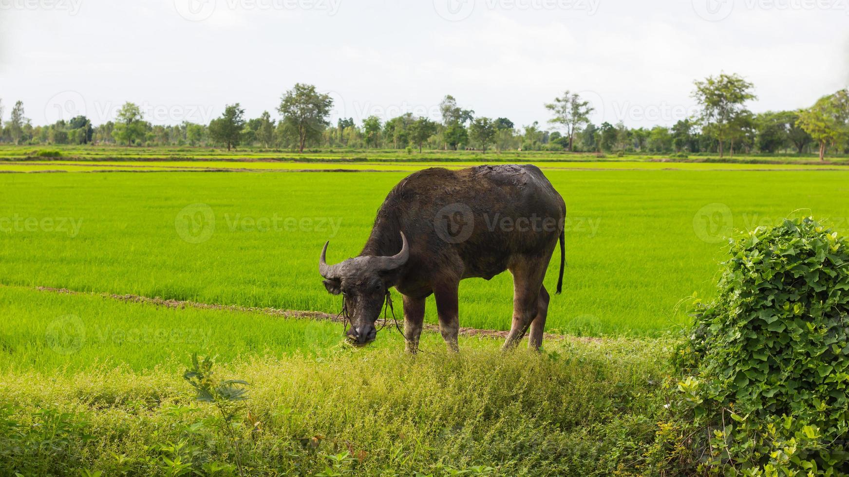 thailandia bufalo nero al pascolo. foto