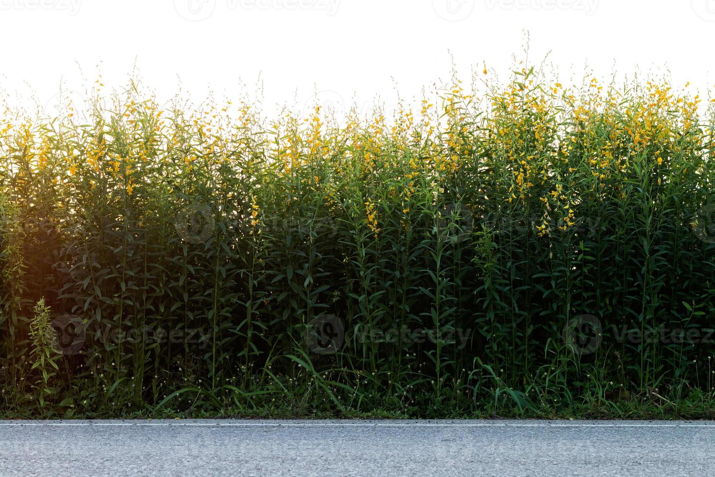 crotalaria fiore luce del primo mattino. foto