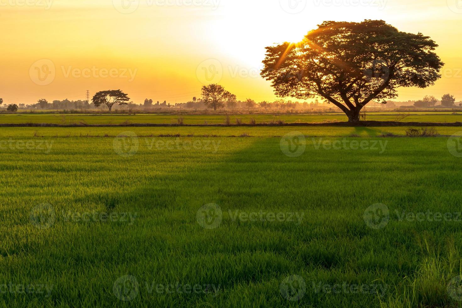 alberi e il sole cadono sulle verdi risaie. foto