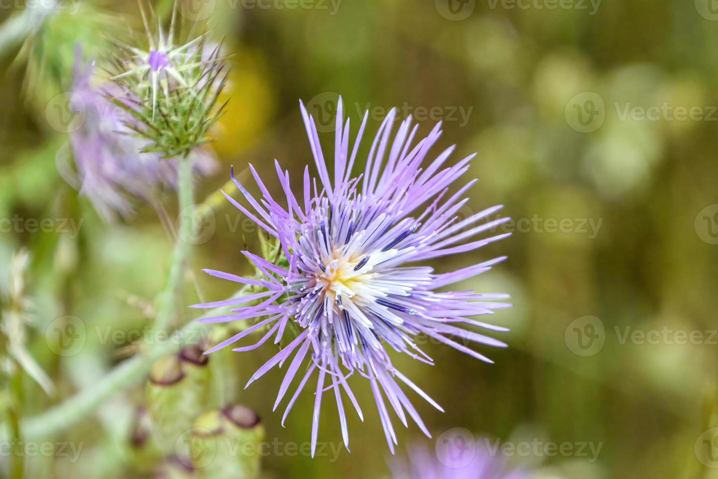 primo piano di fiori blu foto