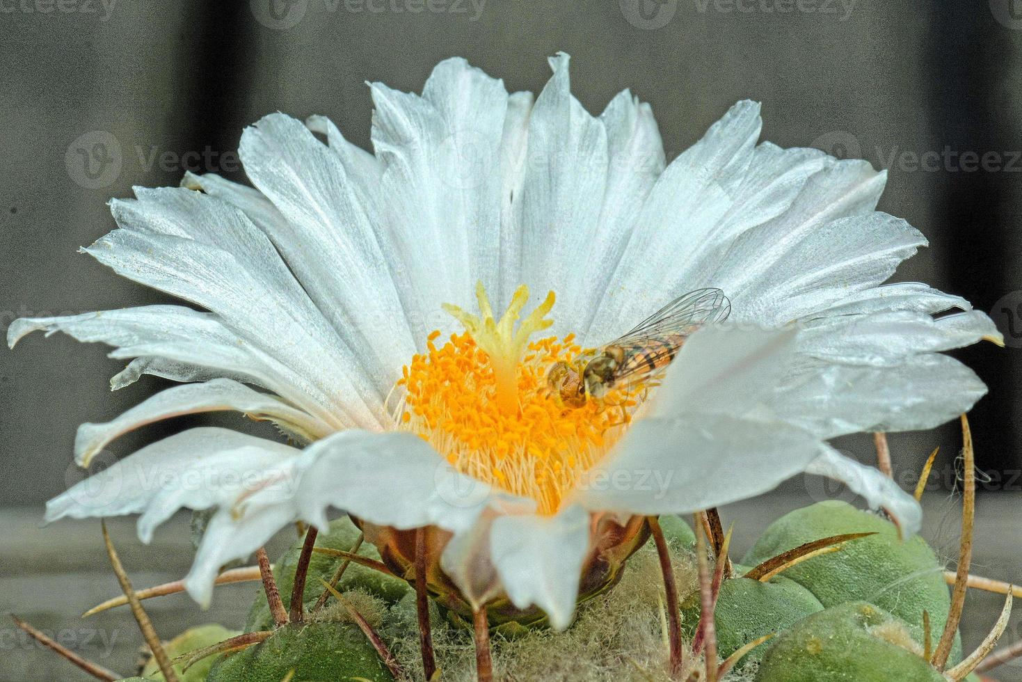 primo piano di cactus giallo e bianco foto