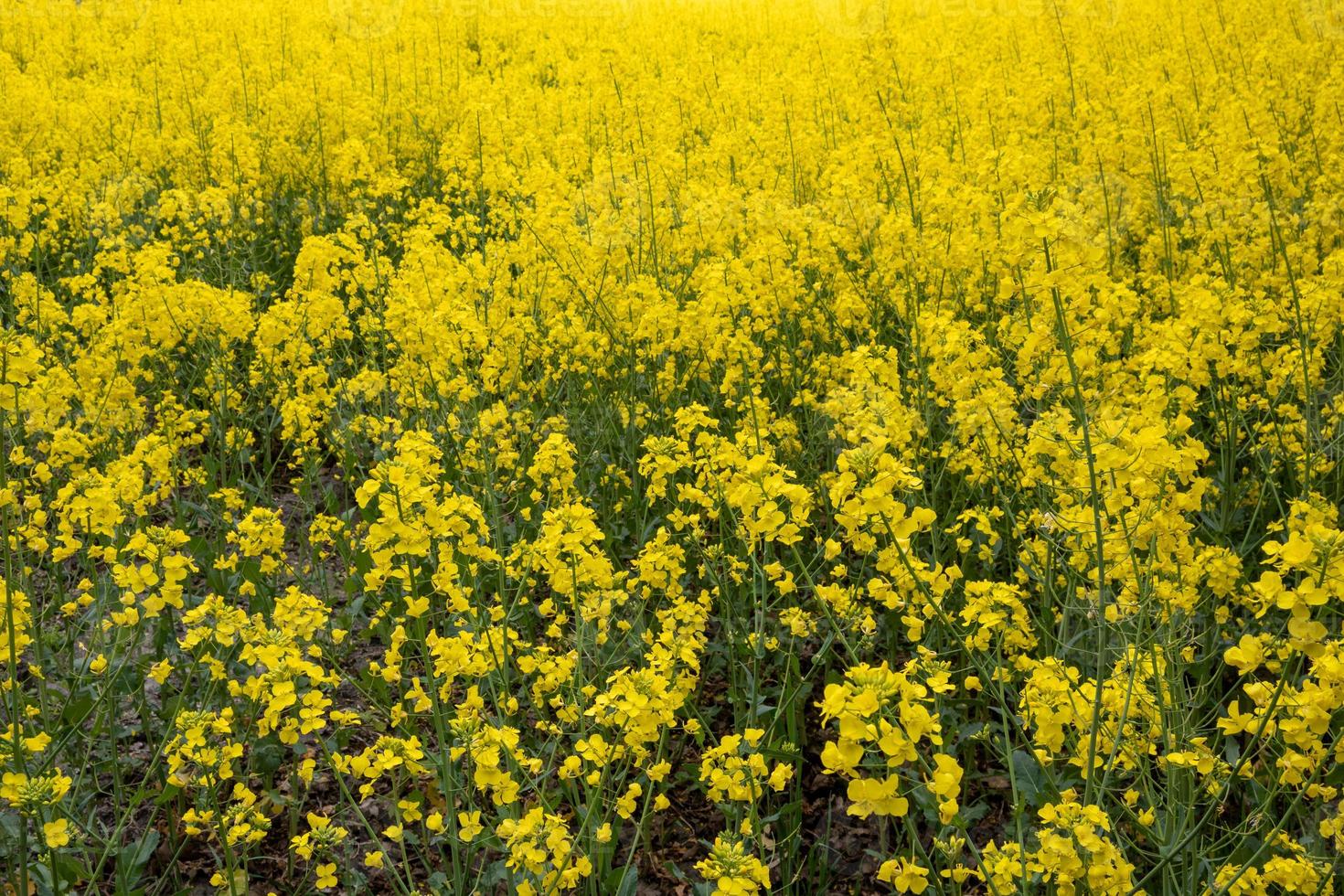 campo di colza gialla foto