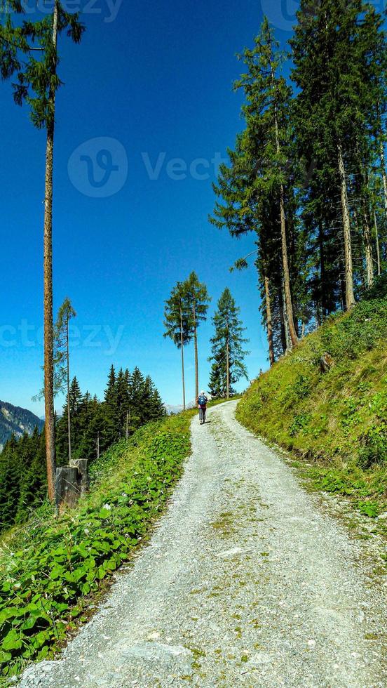 sentiero in montagna con alberi foto