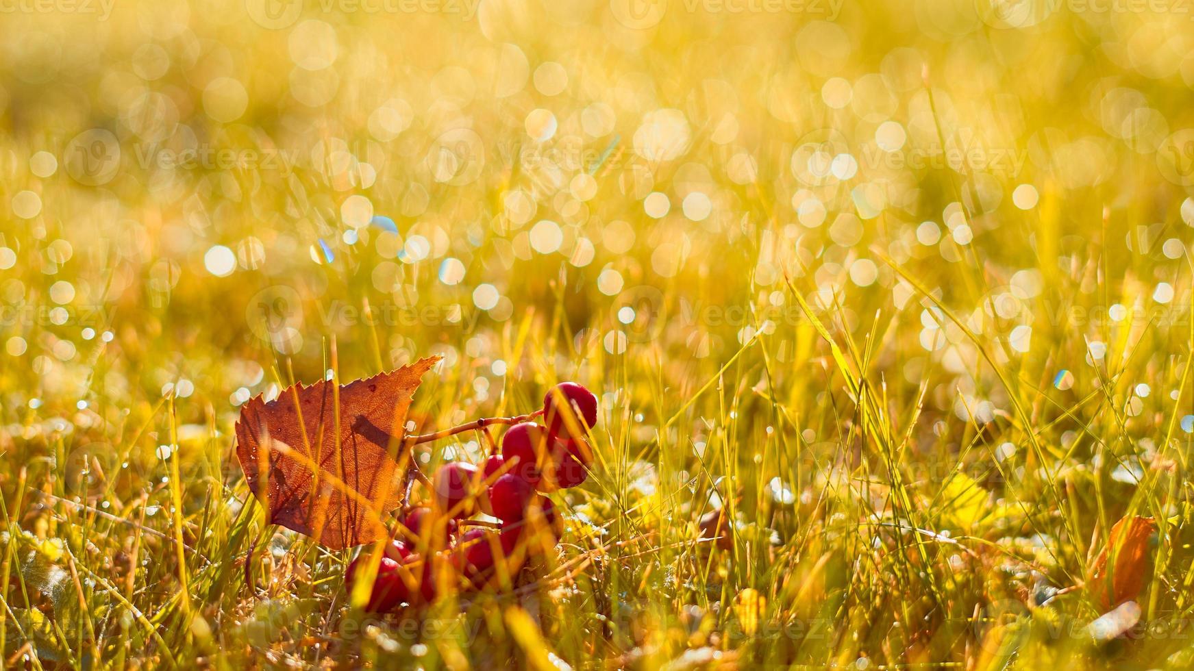 autunno, banner autunnale con erba di campo arancione, foglie e bacche nei raggi del tramonto foto