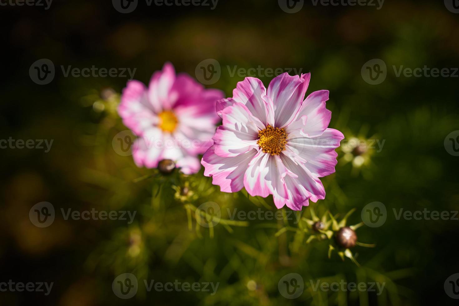 fiori lunatici di papavero, grandi boccioli rossi su sfondo verde scuro foto