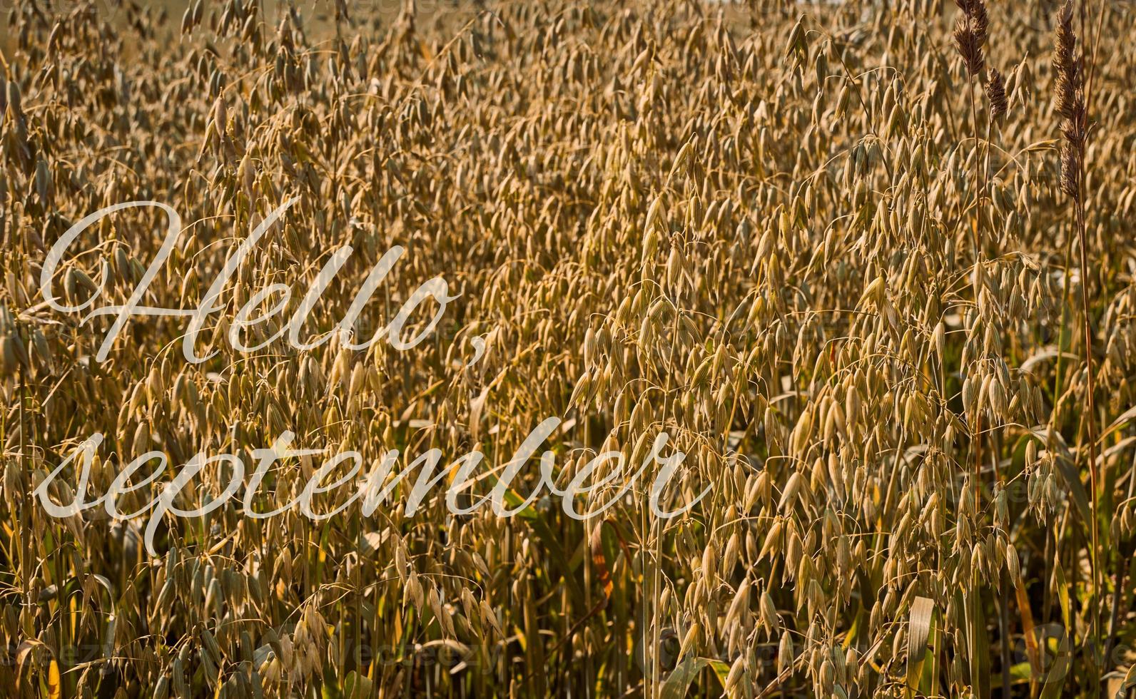 umore autunnale con saluto ciao settembre, campo di avena in campagna, agricoltura in fattoria foto