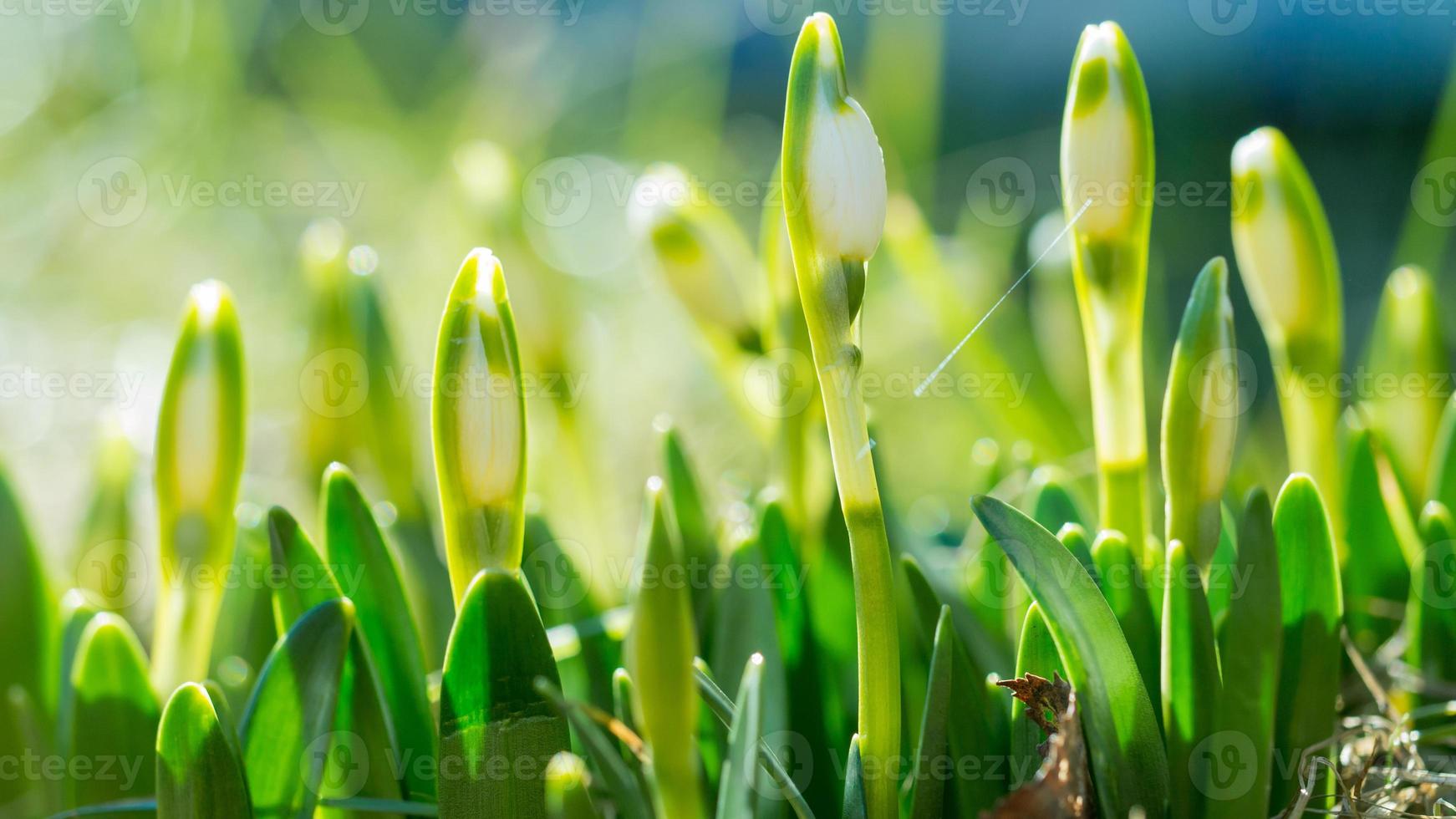 bucaneve con fiore foto