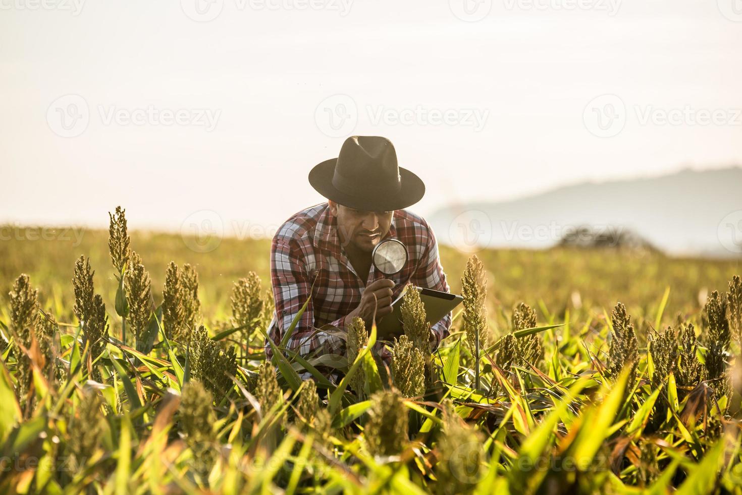 l'agronomo tiene la compressa e la lente d'ingrandimento nel campo di mais ed esamina le colture prima della raccolta. concetto di agroalimentare. fattoria brasiliana. foto