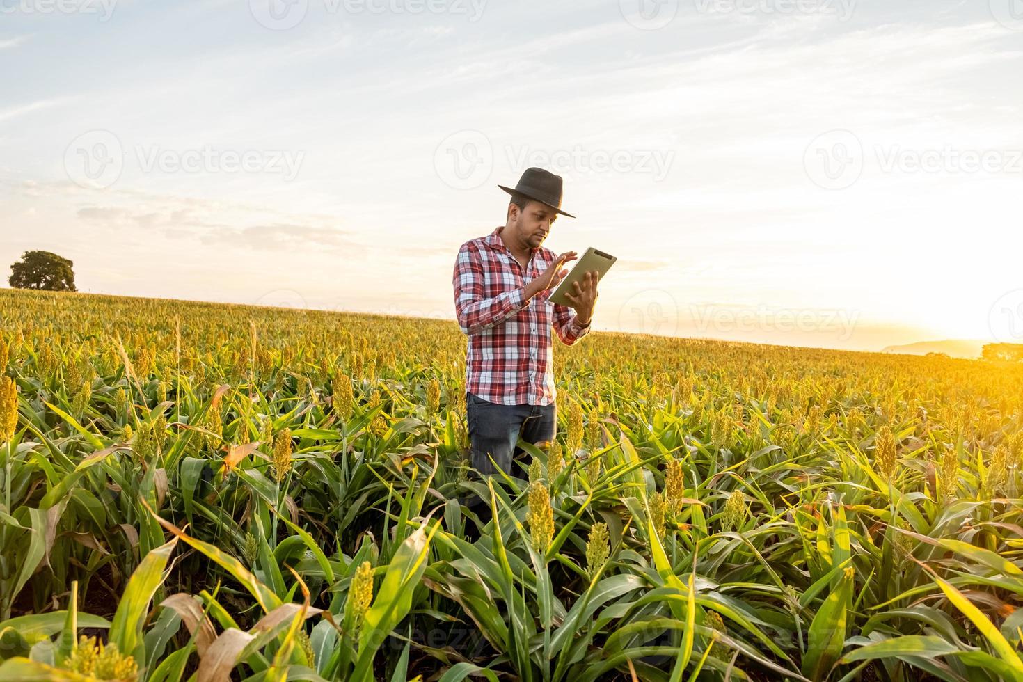 l'agronomo tiene il computer tablet touch pad nel campo di mais ed esamina le colture prima della raccolta. concetto di agroalimentare. fattoria brasiliana. foto