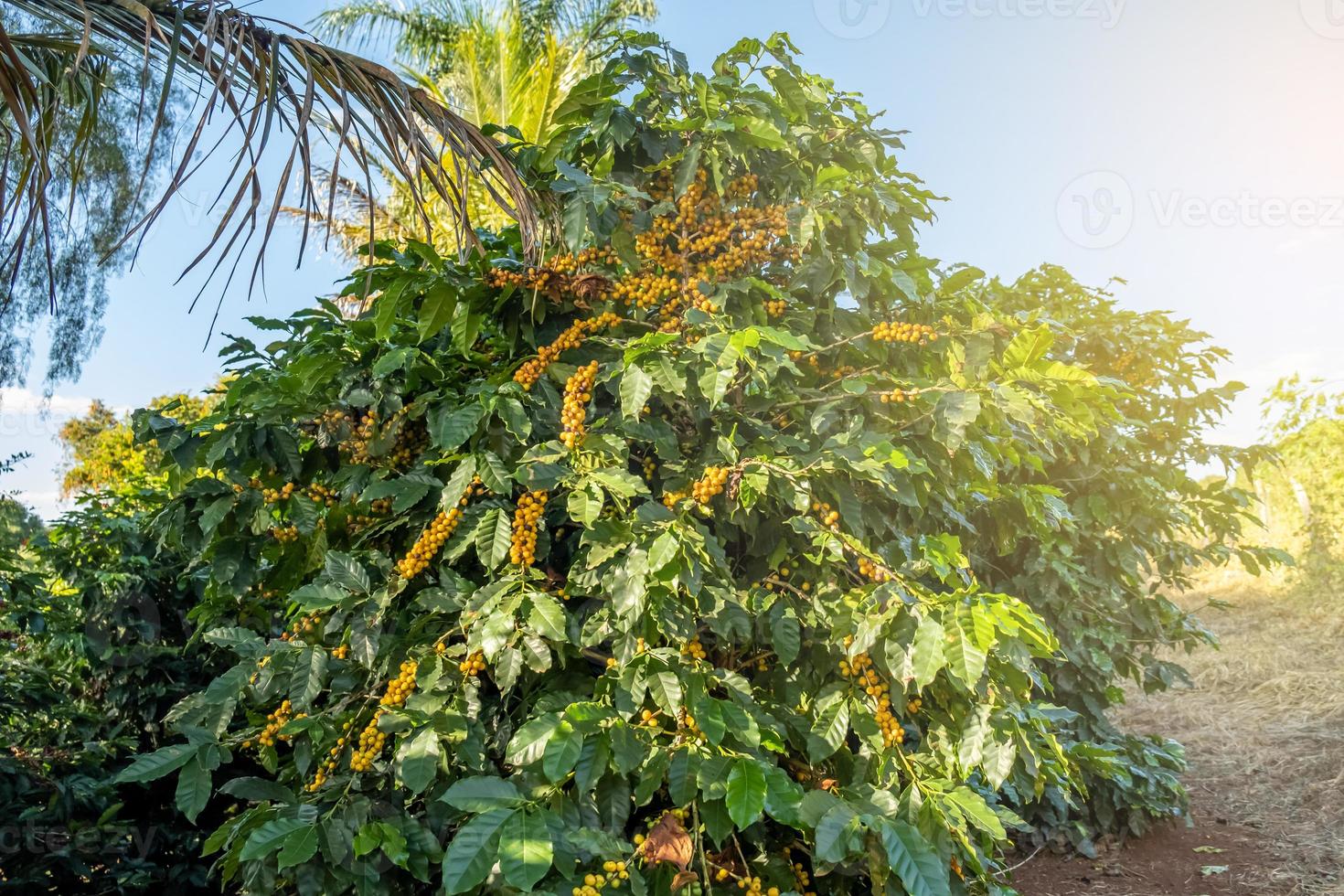 bacche fresche di caffè arabica sull'albero nella fattoria del caffè, sul de minas, brasile, un'utopia dei coltivatori di caffè. azienda agricola biologica. caffè brasiliano. avvicinamento. luce solare morbida. foto