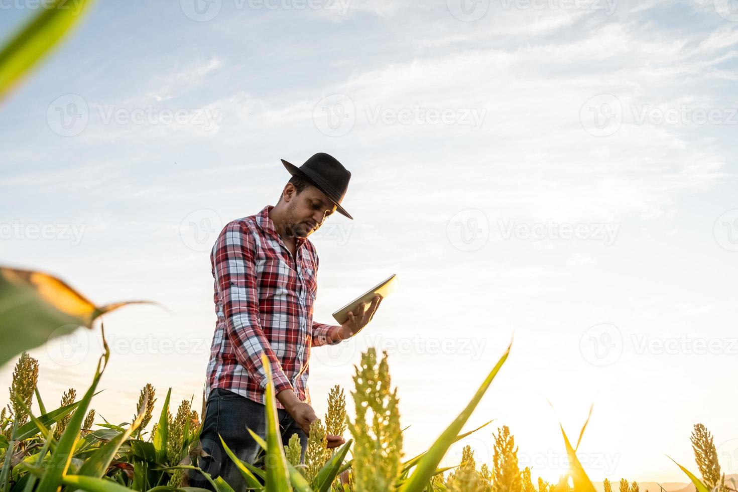 l'agronomo tiene il computer tablet touch pad nel campo di mais ed esamina le colture prima della raccolta. concetto di agroalimentare. fattoria brasiliana. foto