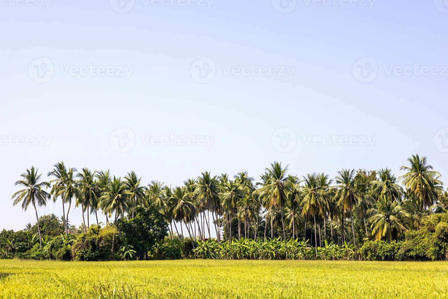 lo scenario di filari di palme da cocco che crescono in alto sopra le piantagioni di banane. foto