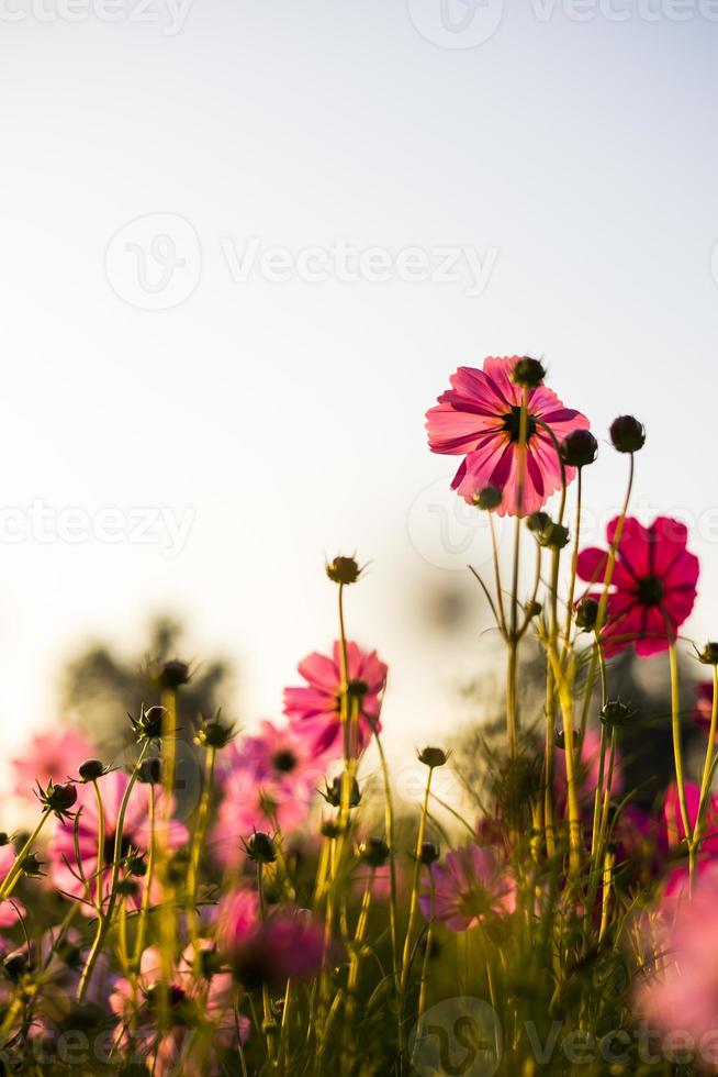 vista ad angolo basso, primo piano verticale, fiori di cosmo retroilluminati rosa e bianchi. foto