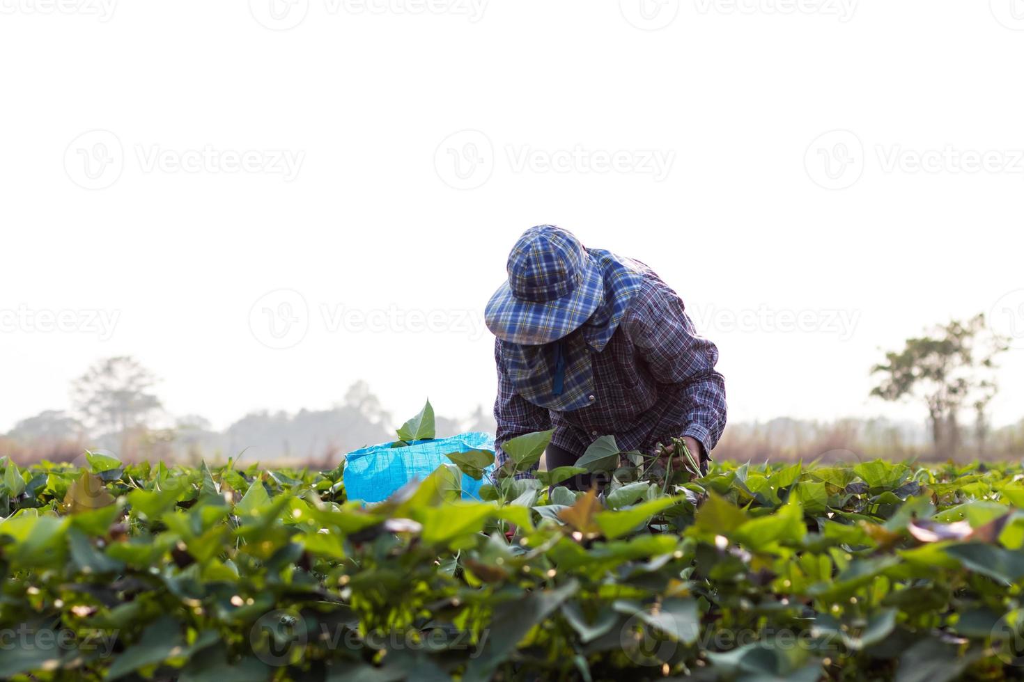 gli agricoltori tailandesi tengono foglie di patate dolci. foto