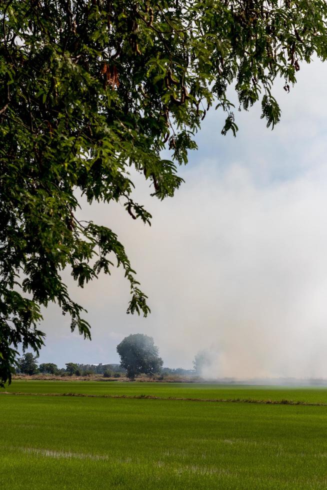 fumare sulle risaie con le foglie verdi. foto