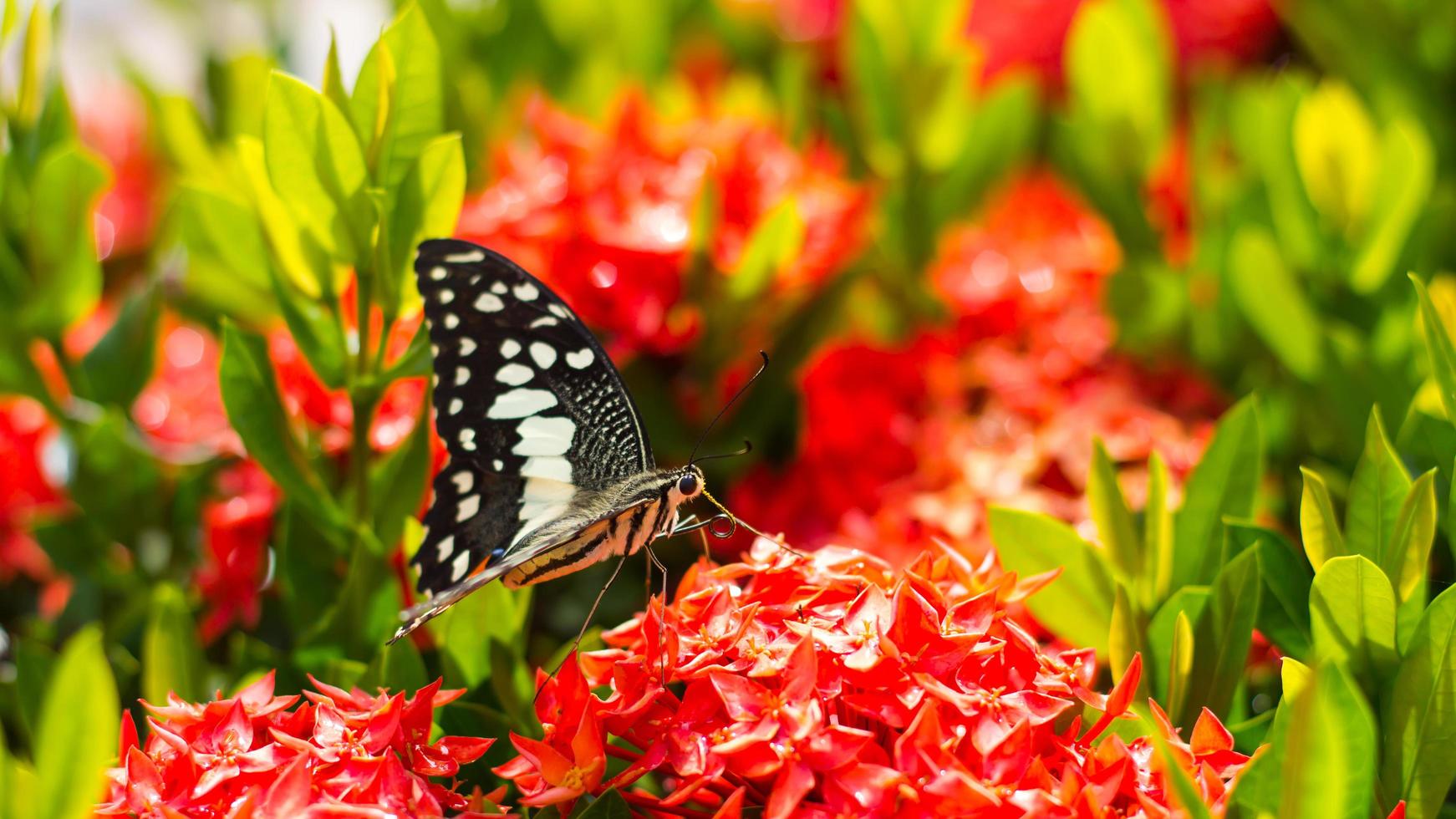 farfalla con spiga di fiori rossi. foto