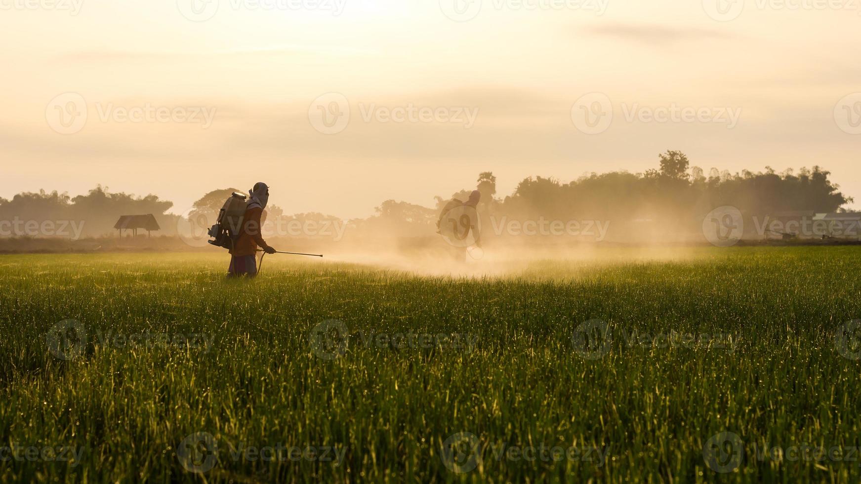 coltivatori di riso che spruzzano. foto