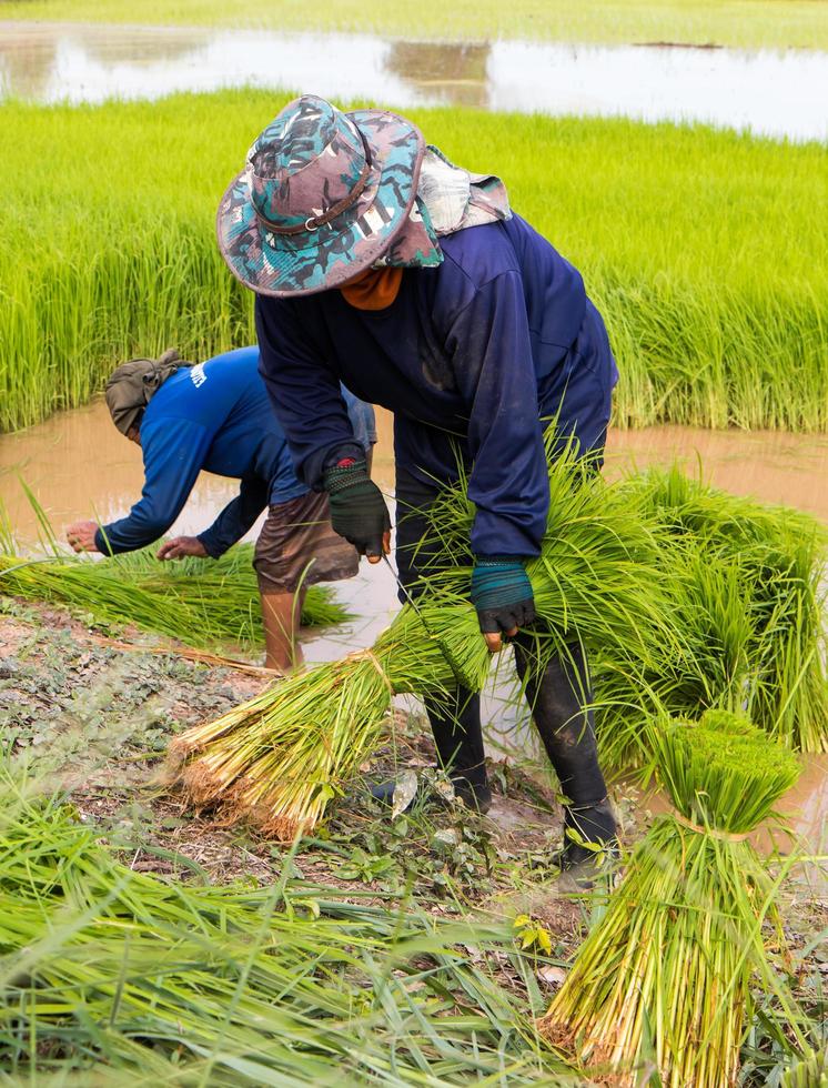 agricoltore che taglia le piantine di riso. foto