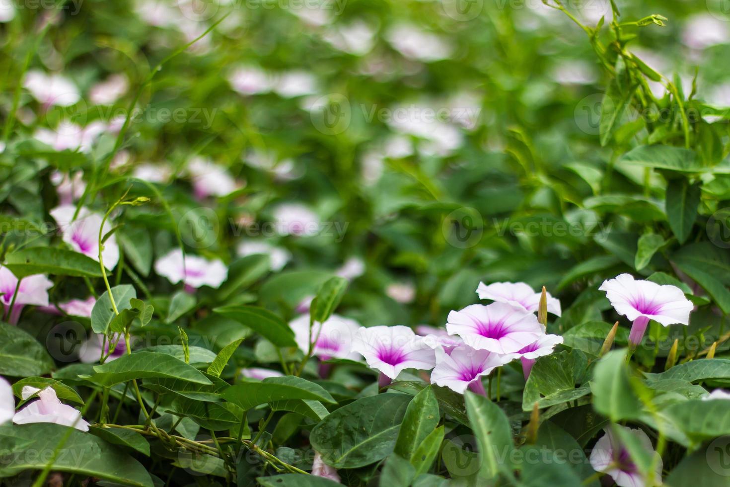 fiore di gloria mattutina viola e bianco. foto