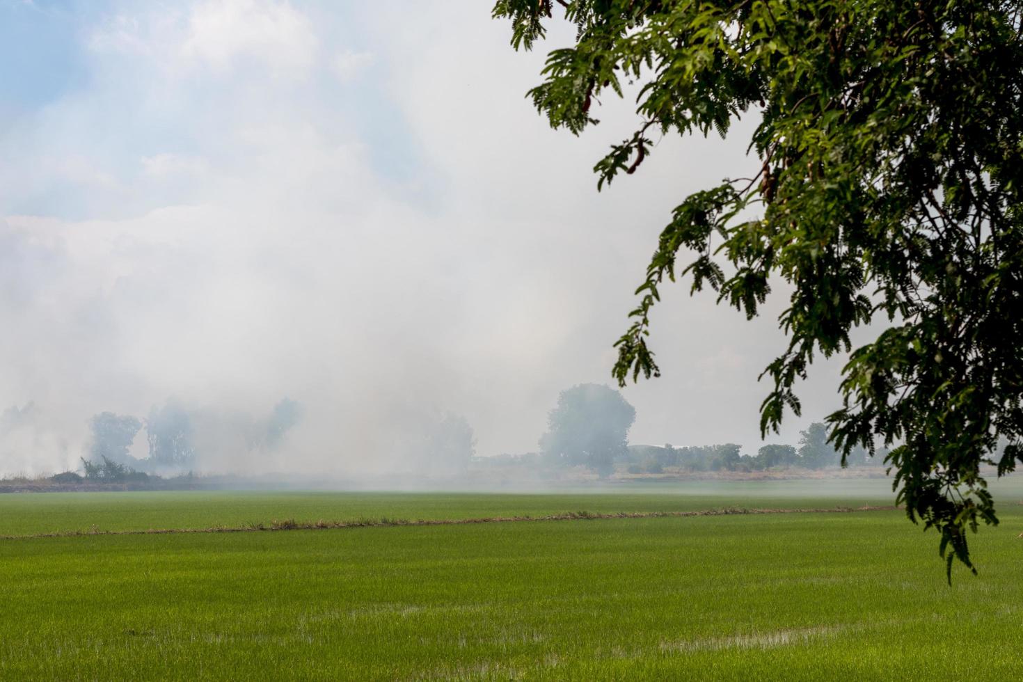 fumare sulle risaie con le foglie verdi. foto