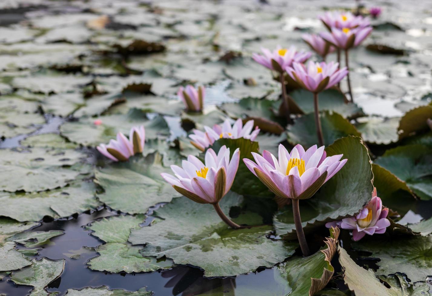 una vista di fiori di loto con petali rosa e stami gialli che fioriscono magnificamente. foto