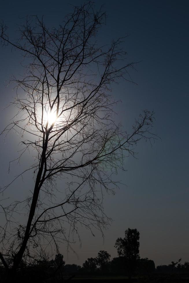 silhouette albero secco al chiaro di luna. foto